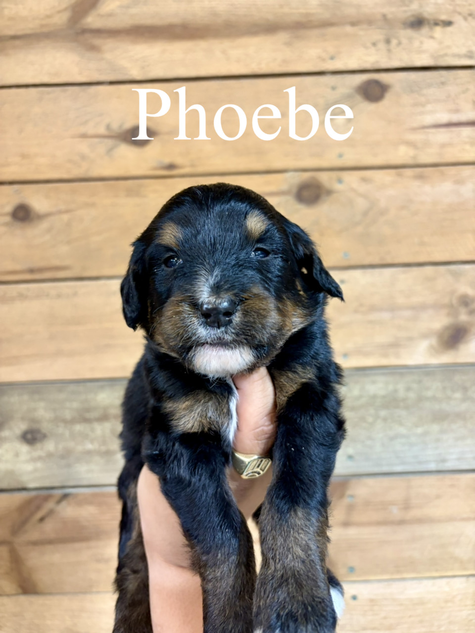 Phoebe (Pink collar) 1