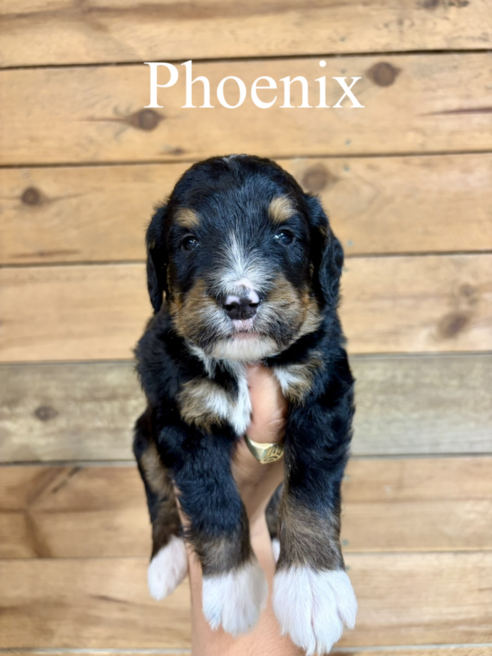 Phoenix (Tan collar) 1