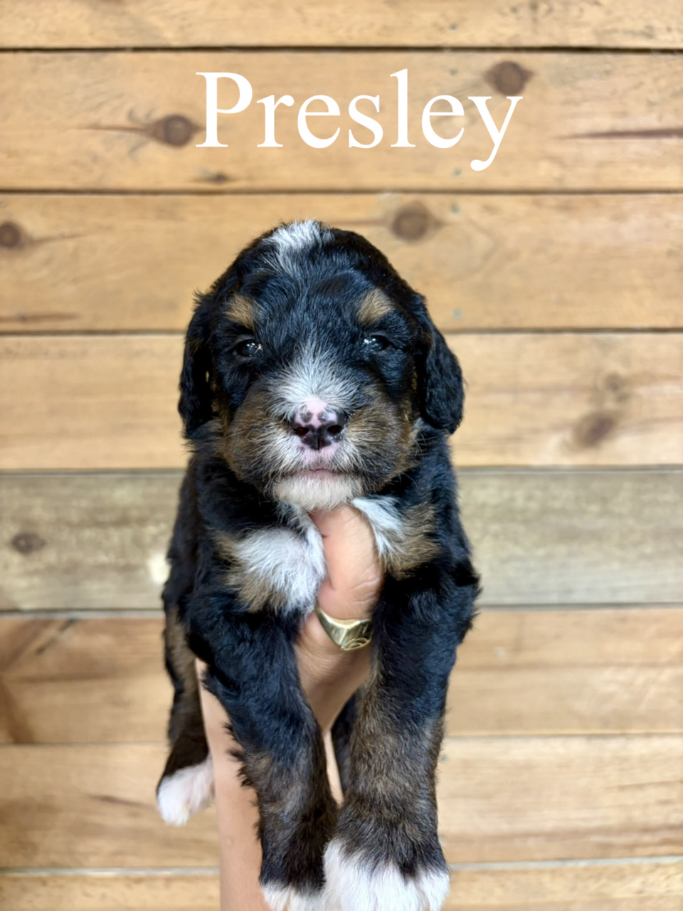 Presley (Light blue collar) 1