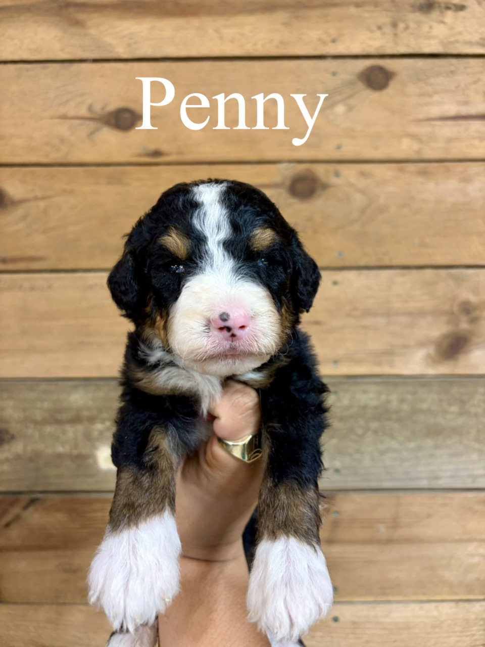 Penny (Purple paws collar) 1