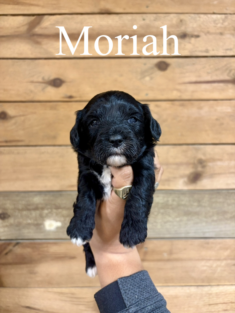 Moriah 1