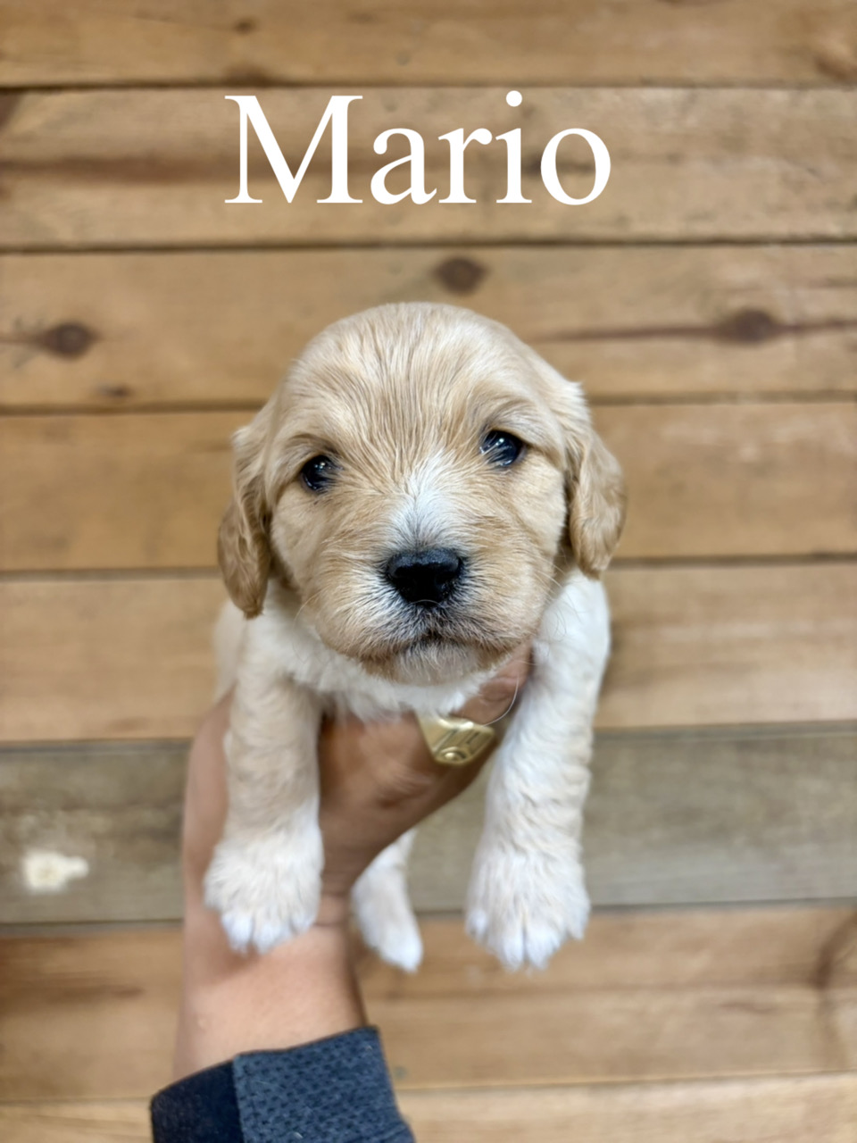 F1 Cavapoos