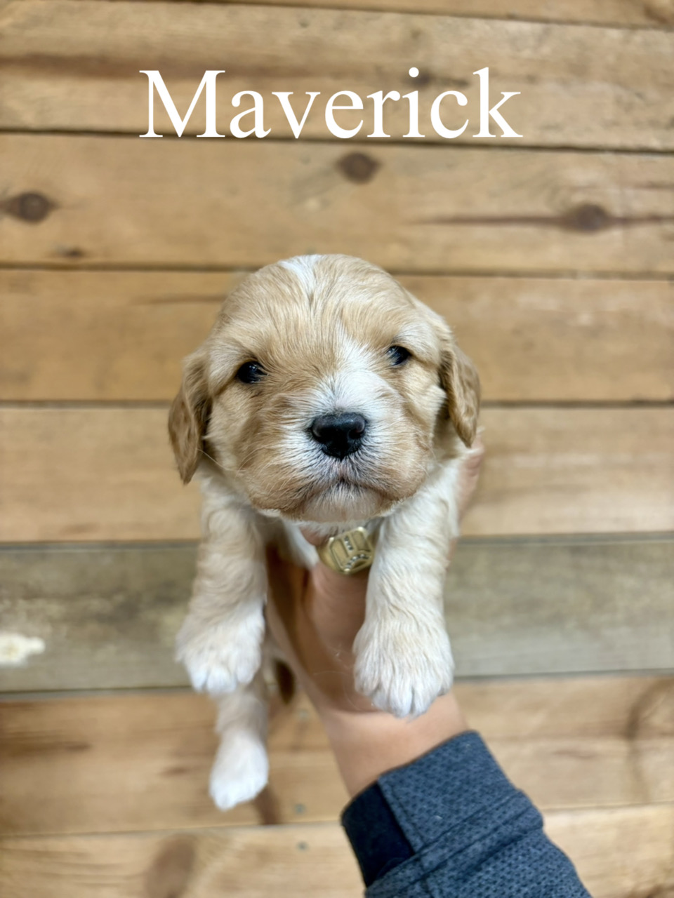 Maverick  1