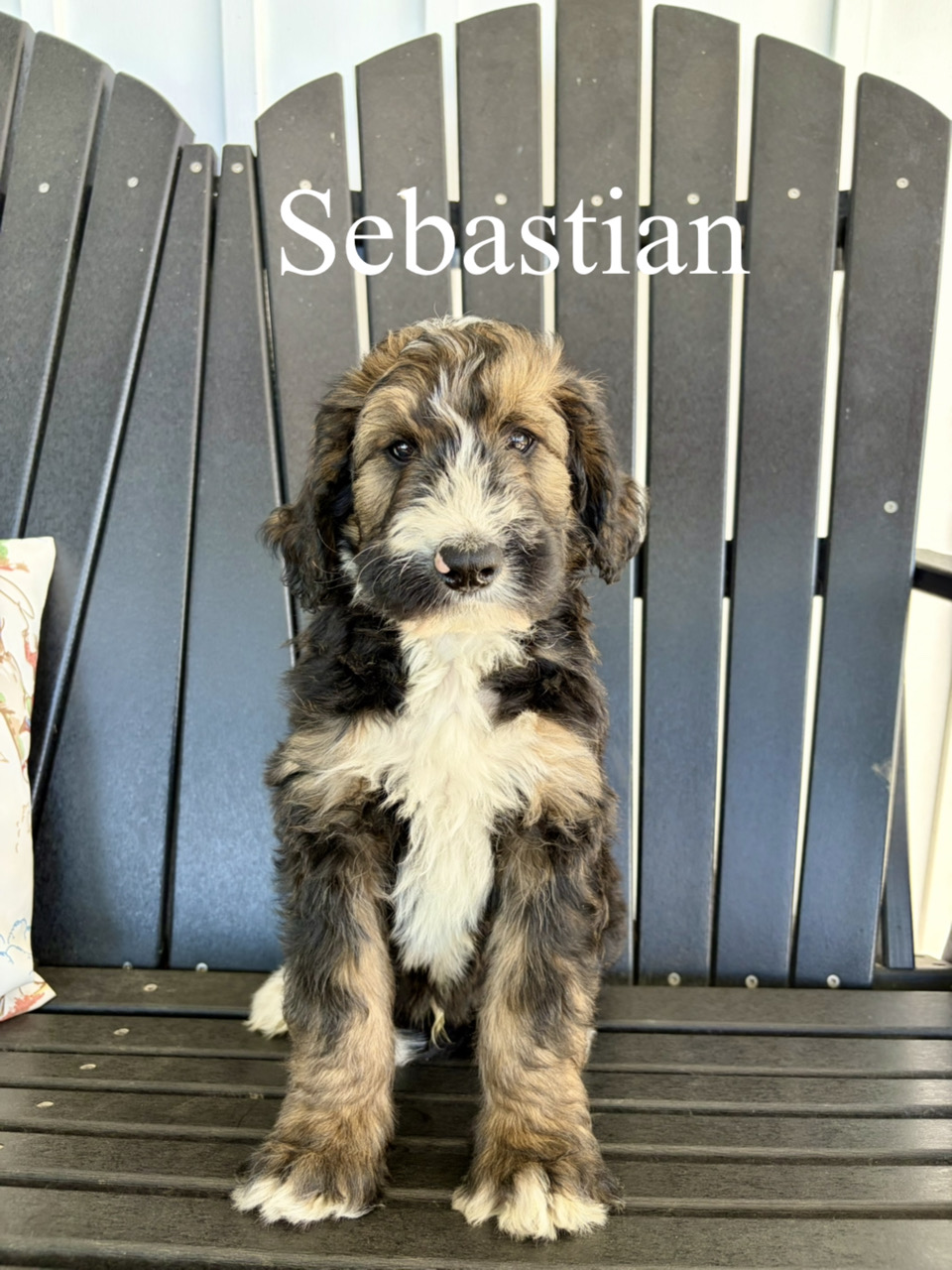 Sebastian 2