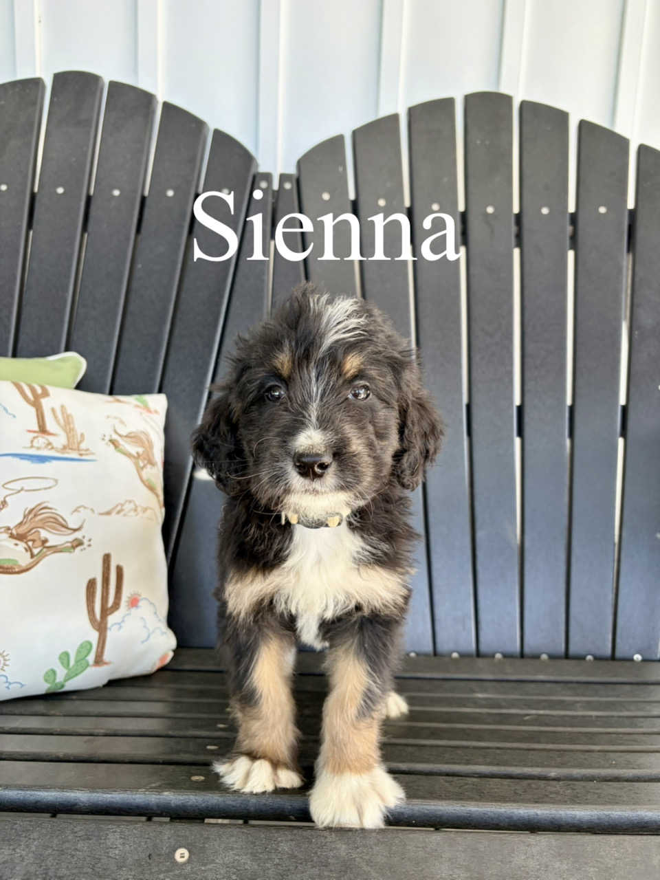 Sienna 2