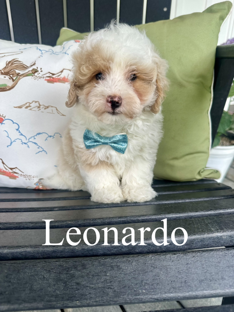 Leonardo 1