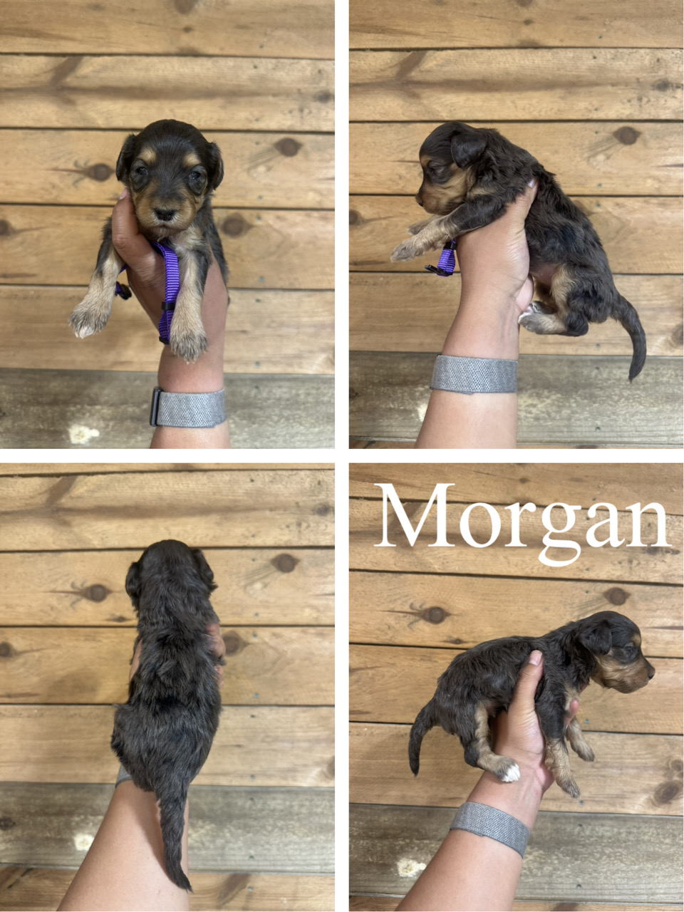 Morgan (purple collar) 1
