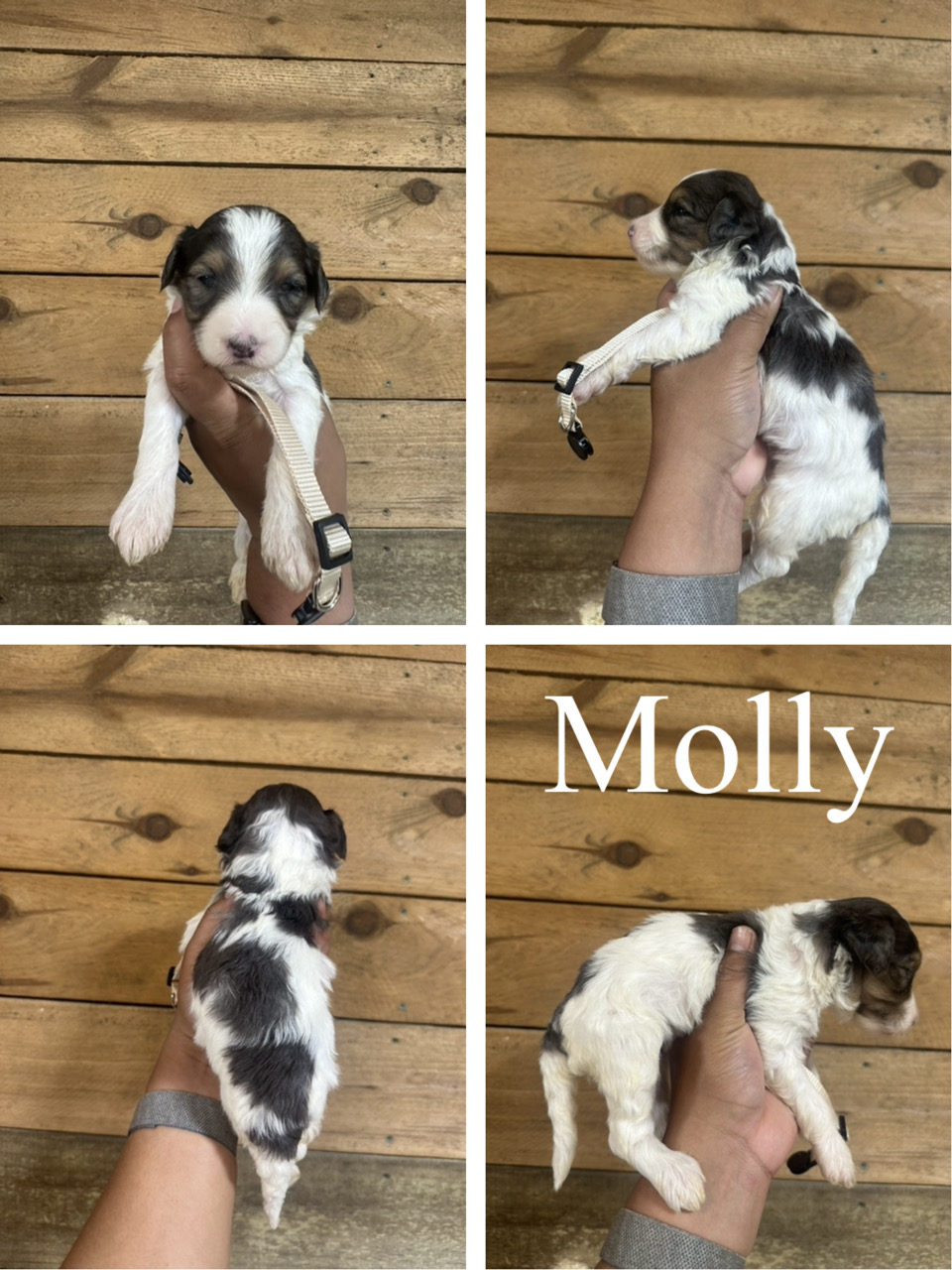 Molly (tan collar) 1