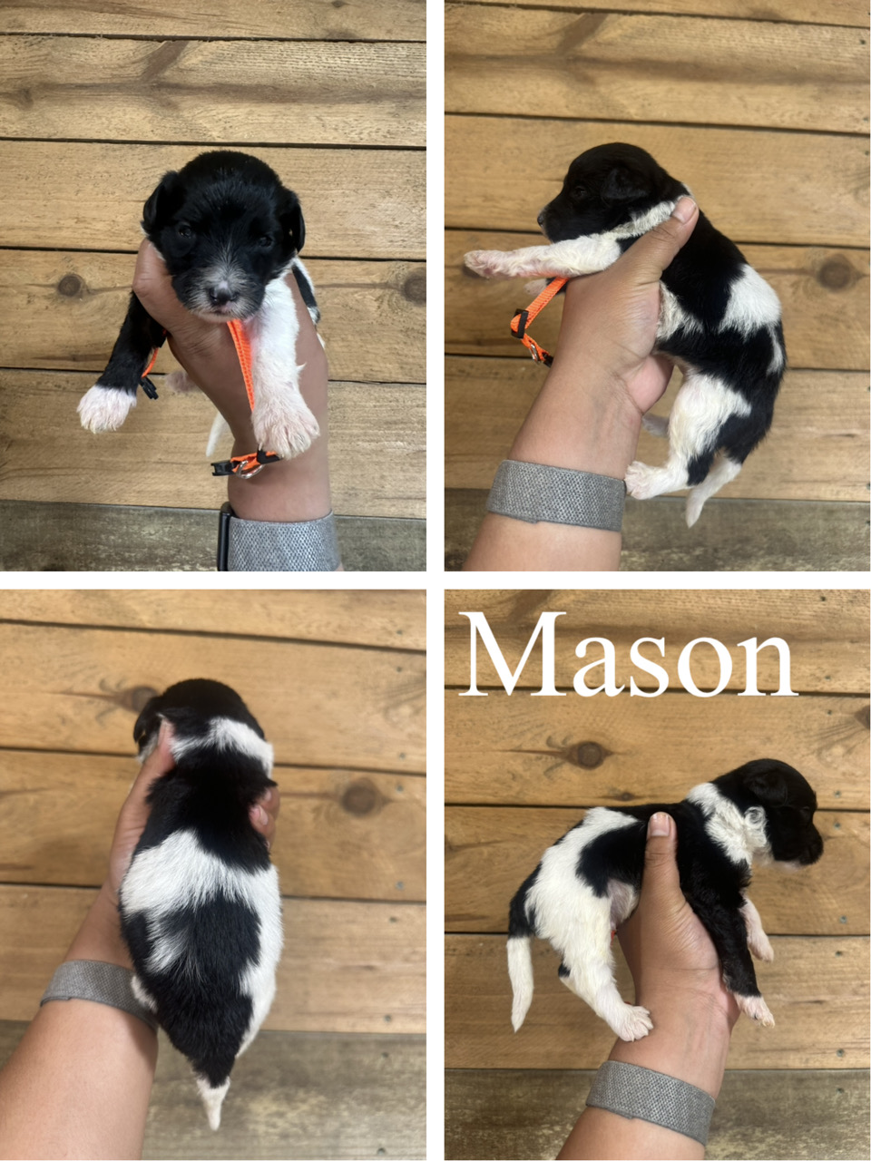 Mason (orange collar) 1