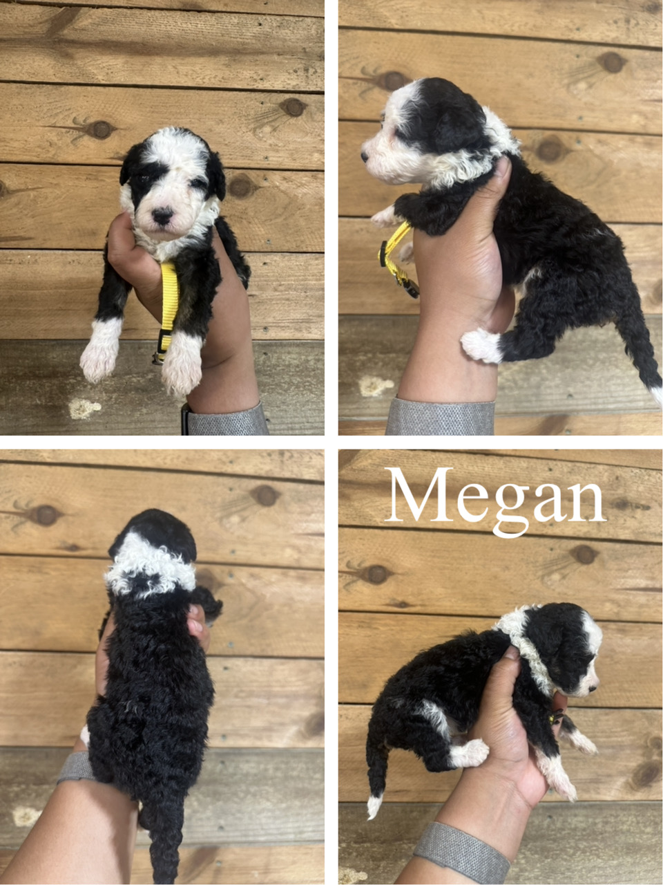 Megan (yellow collar) 1