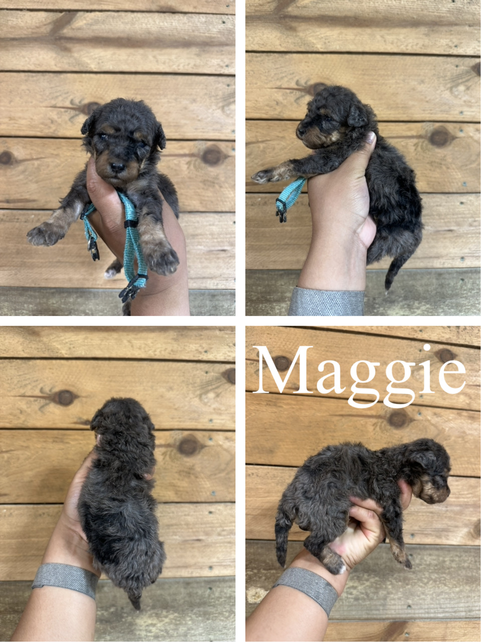 Maggie (light blue collar) 1