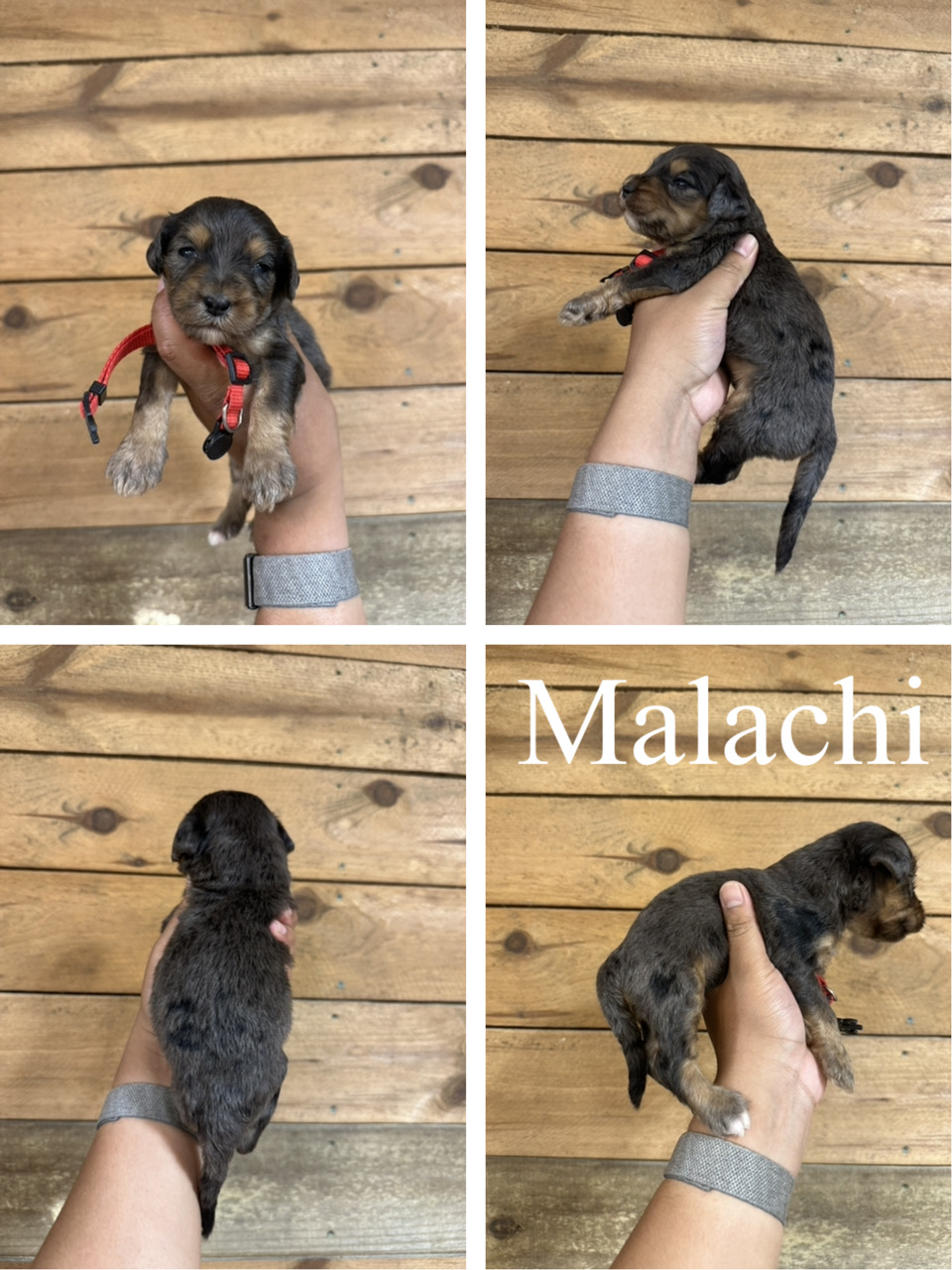 Malachi (red collar) 1