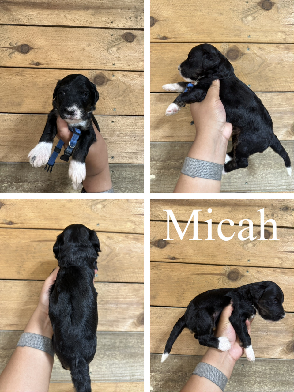 Micah (dark blue collar) 1