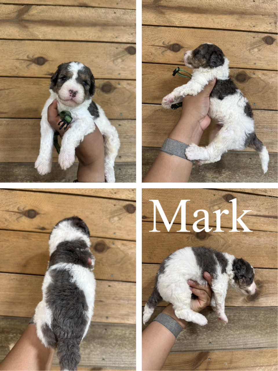 Mark (green collar) 1
