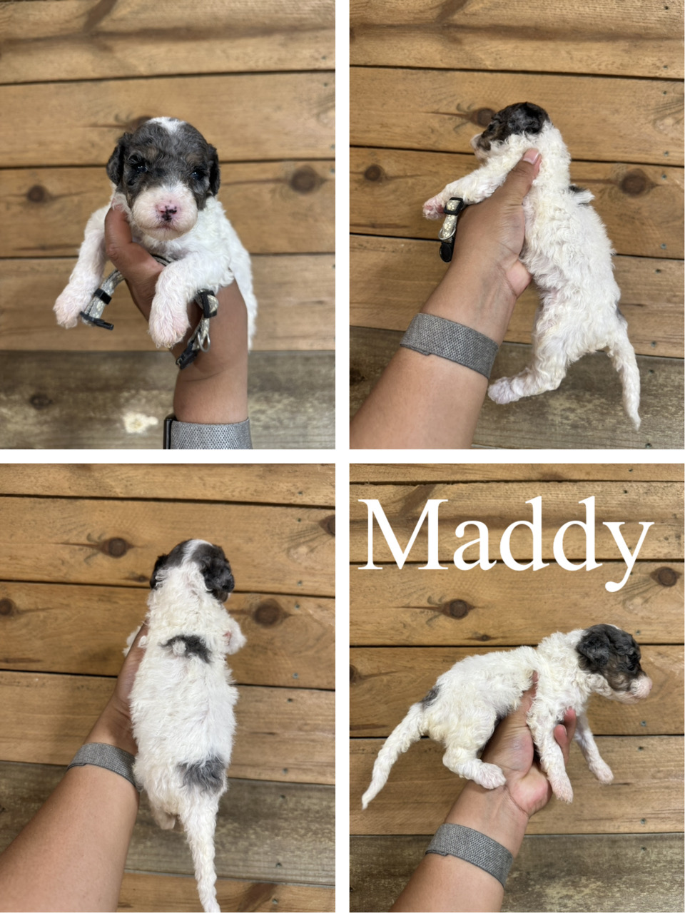 Maddy (grey collar) 1