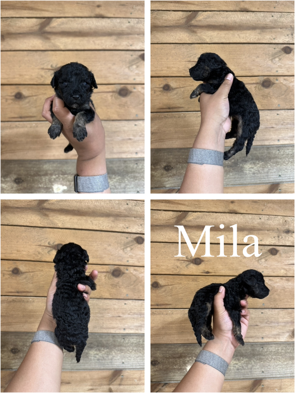 Mila (no collar) 1