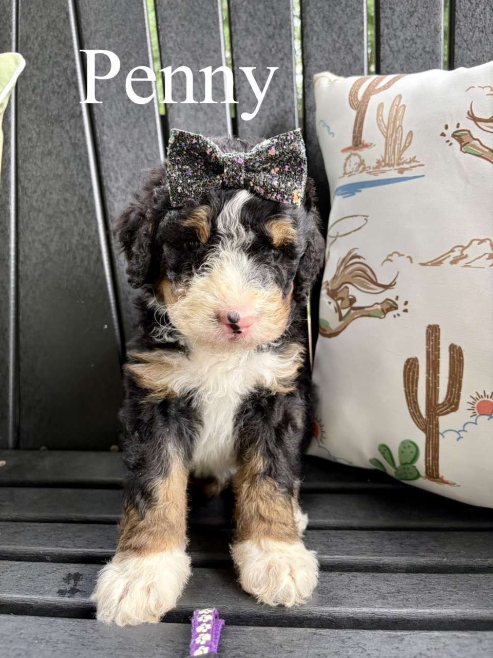 Penny (Purple paws collar) 2