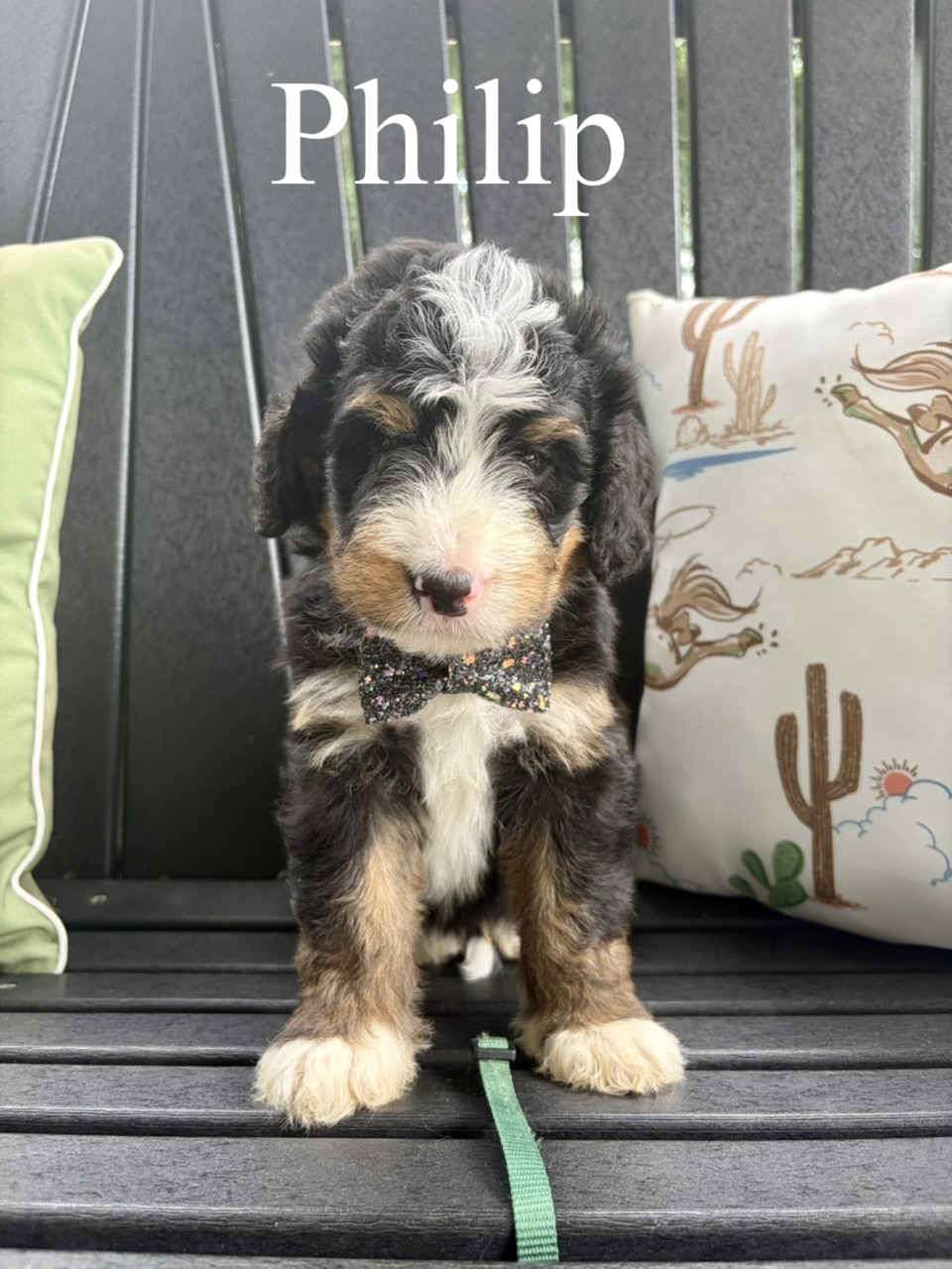 Philip (Dark Green collar) 2