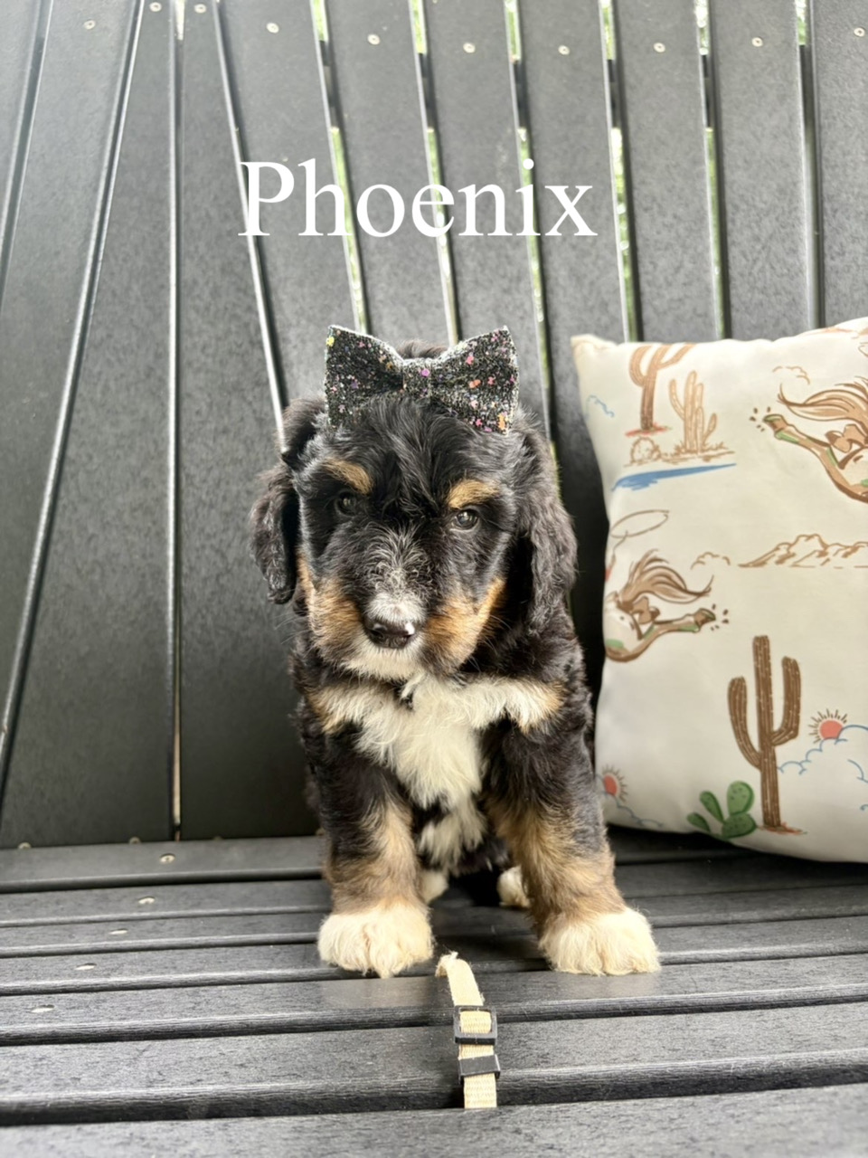 Phoenix (Tan collar) 2