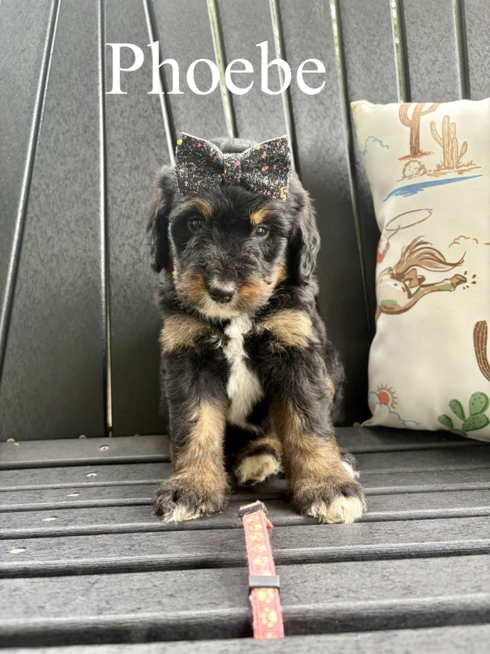 Phoebe (Pink collar) 2