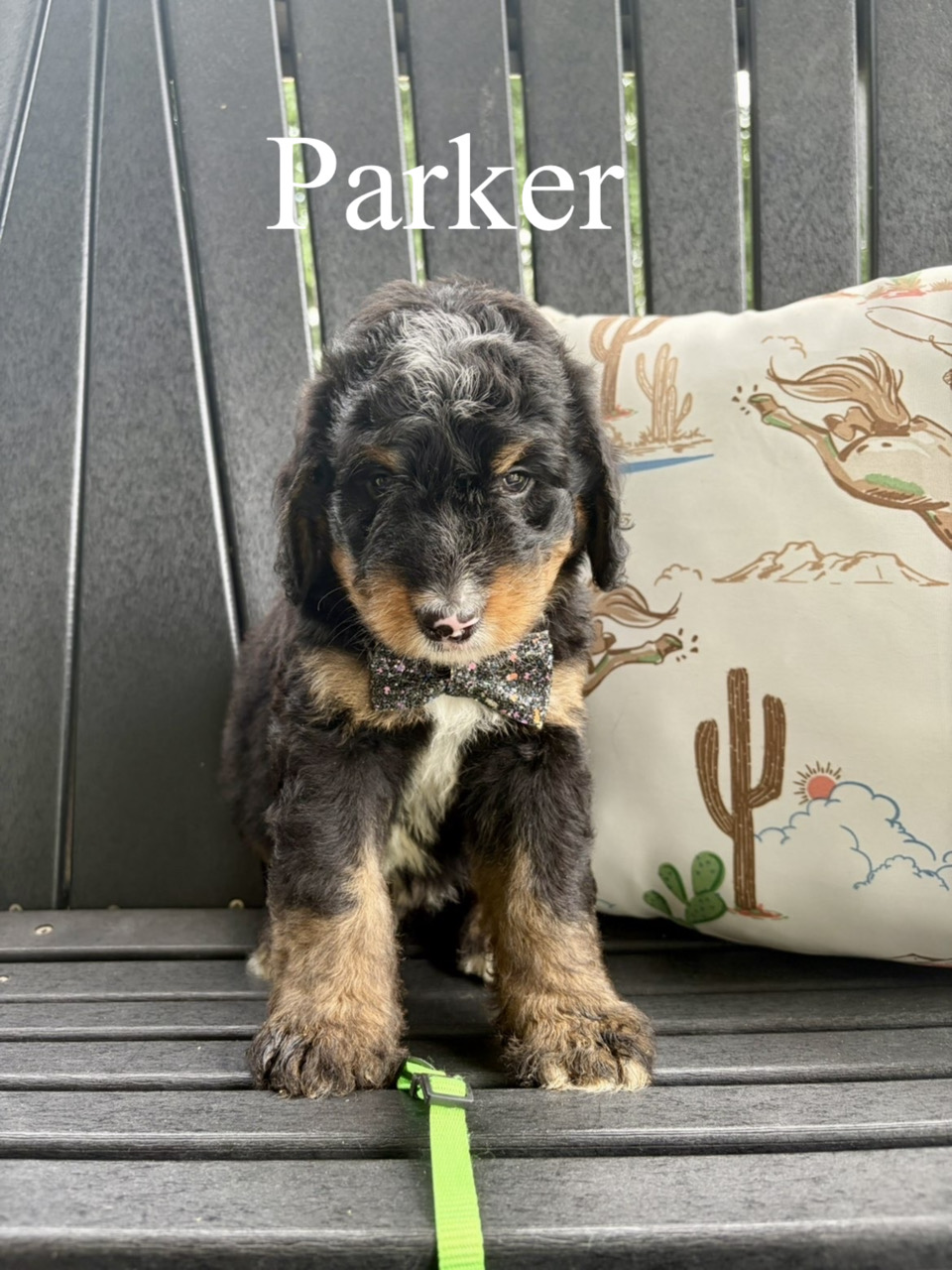 Parker (Green Collar) 2