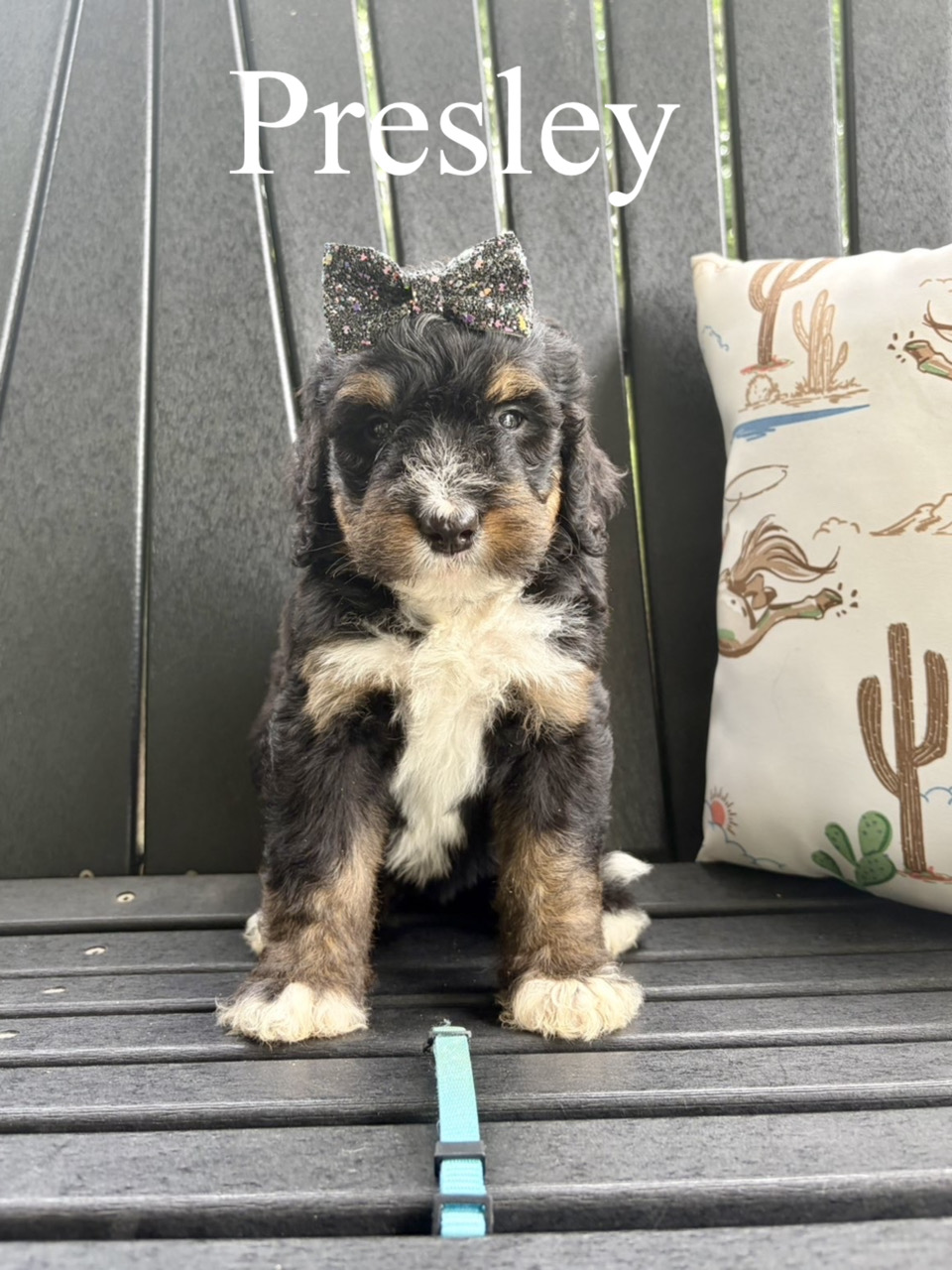 Presley (Light blue collar) 2