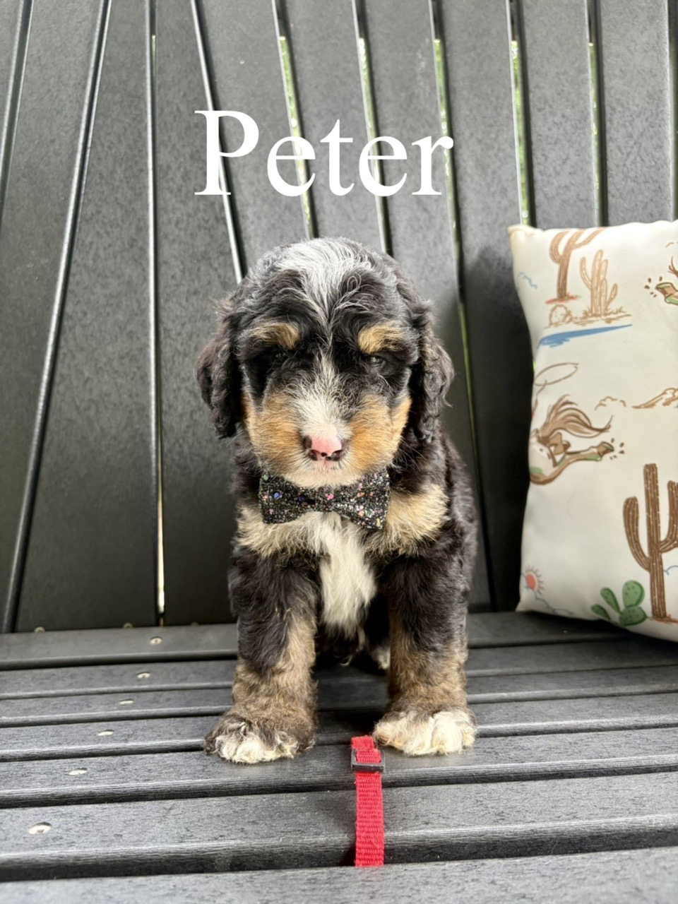 Peter (Red collar) 2