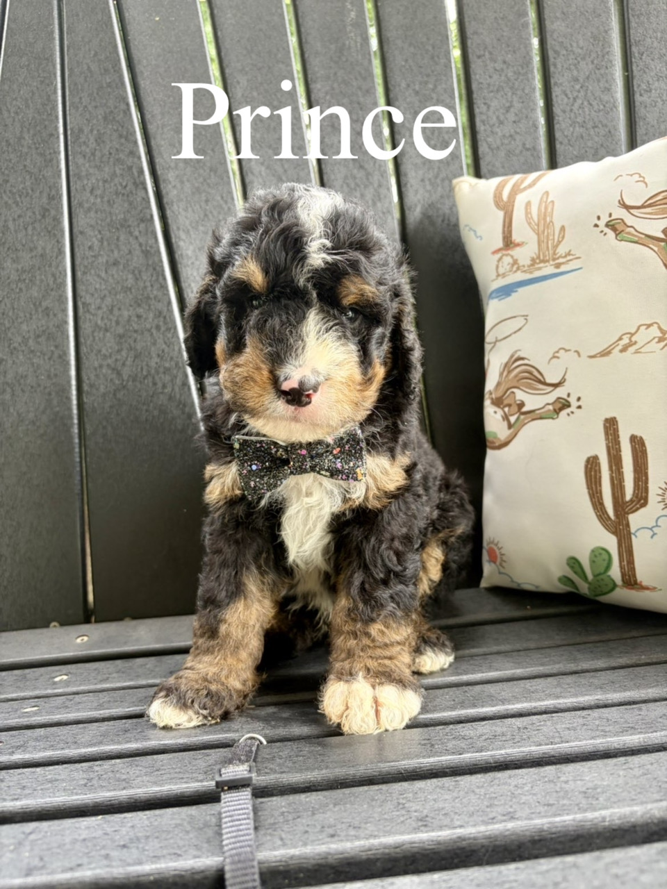 Prince (Black collar) 2