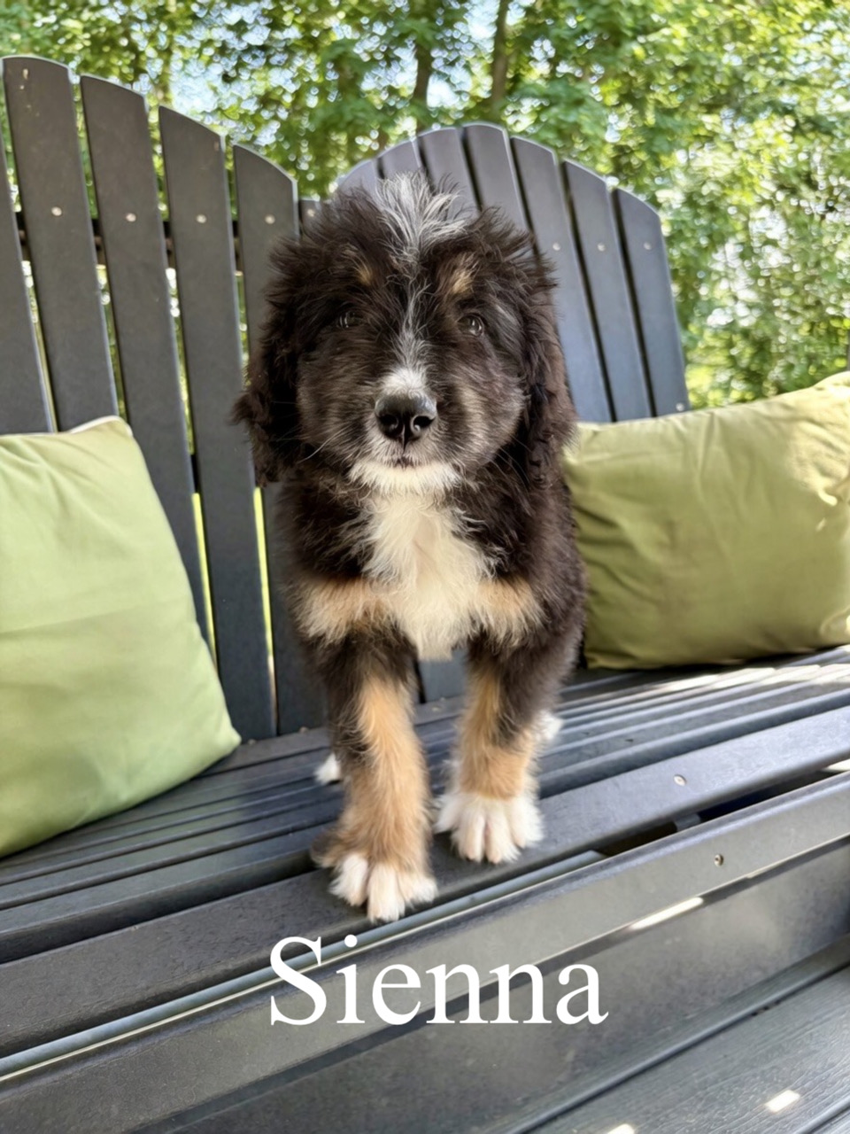 Sienna 1