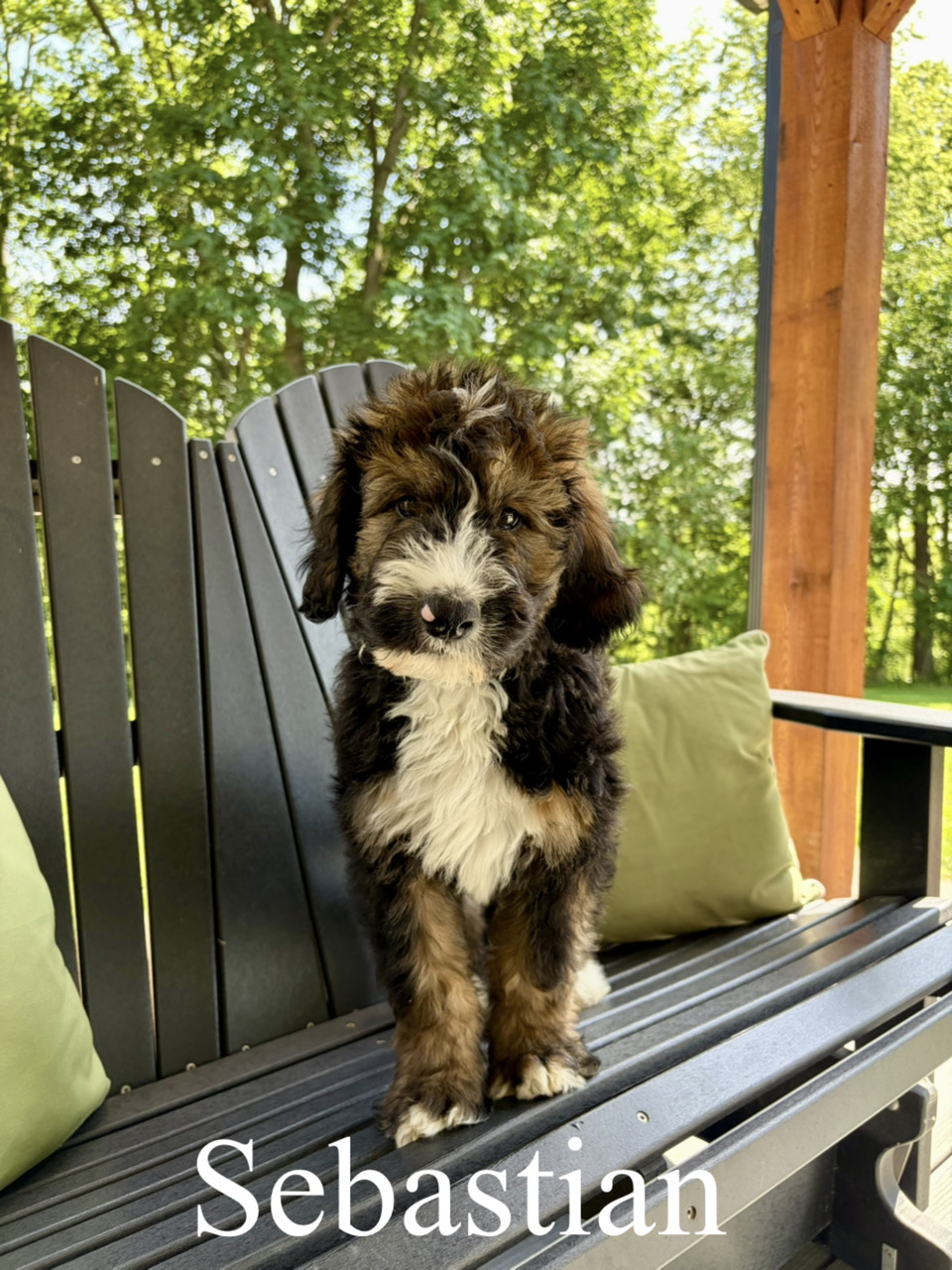 Standard F1 bernedoodles
