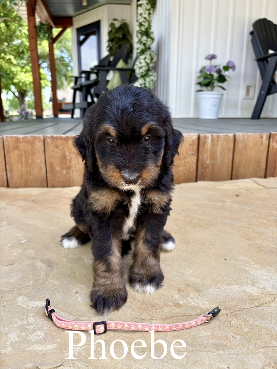 Phoebe (Pink collar) 1