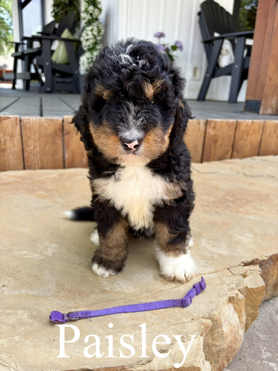 Paisley (Purple collar) 1