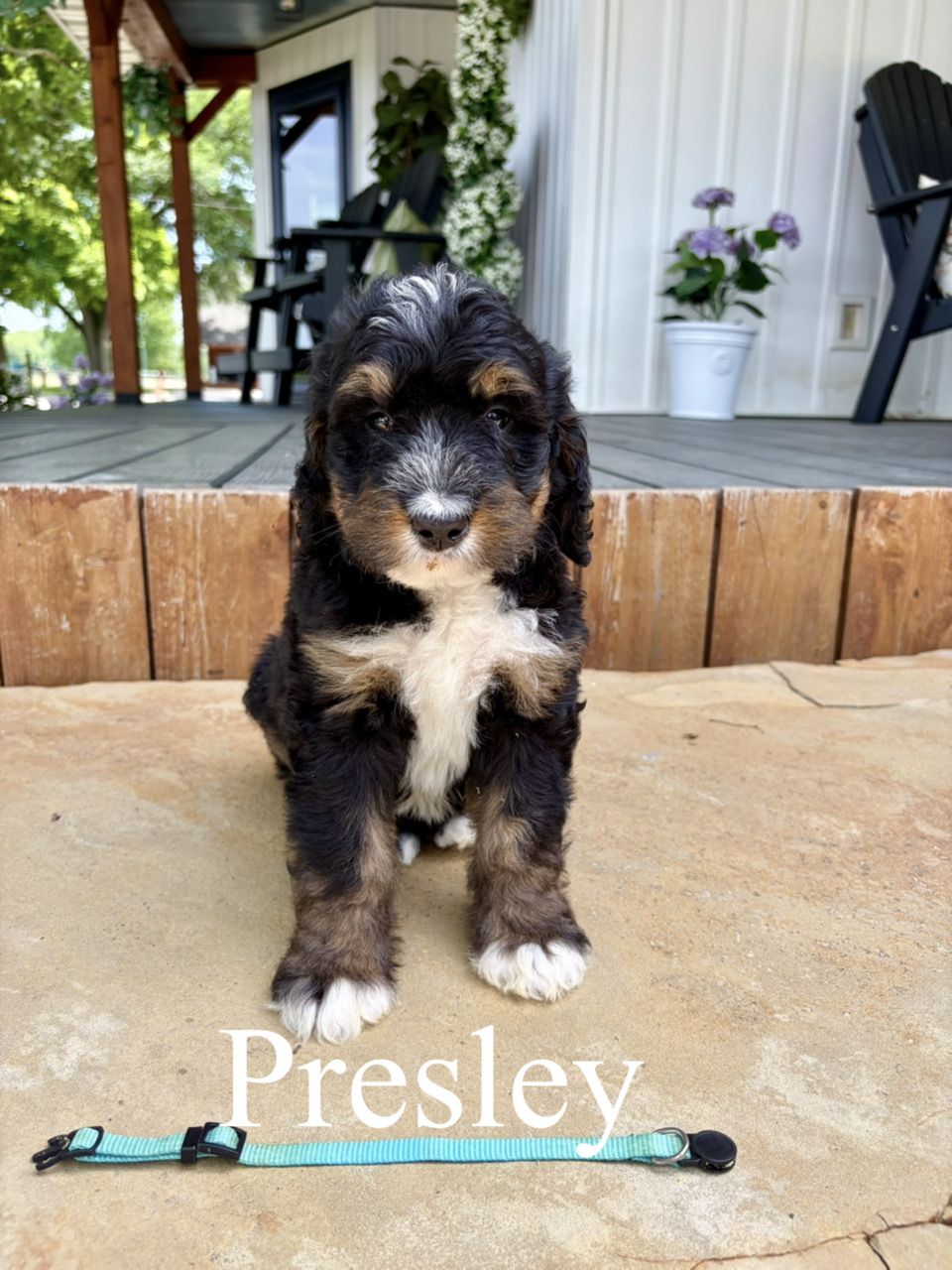 Presley (Light blue collar) 1