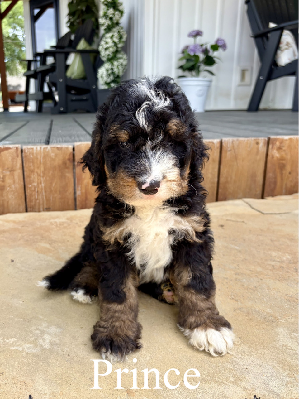 Prince (Black collar) 1