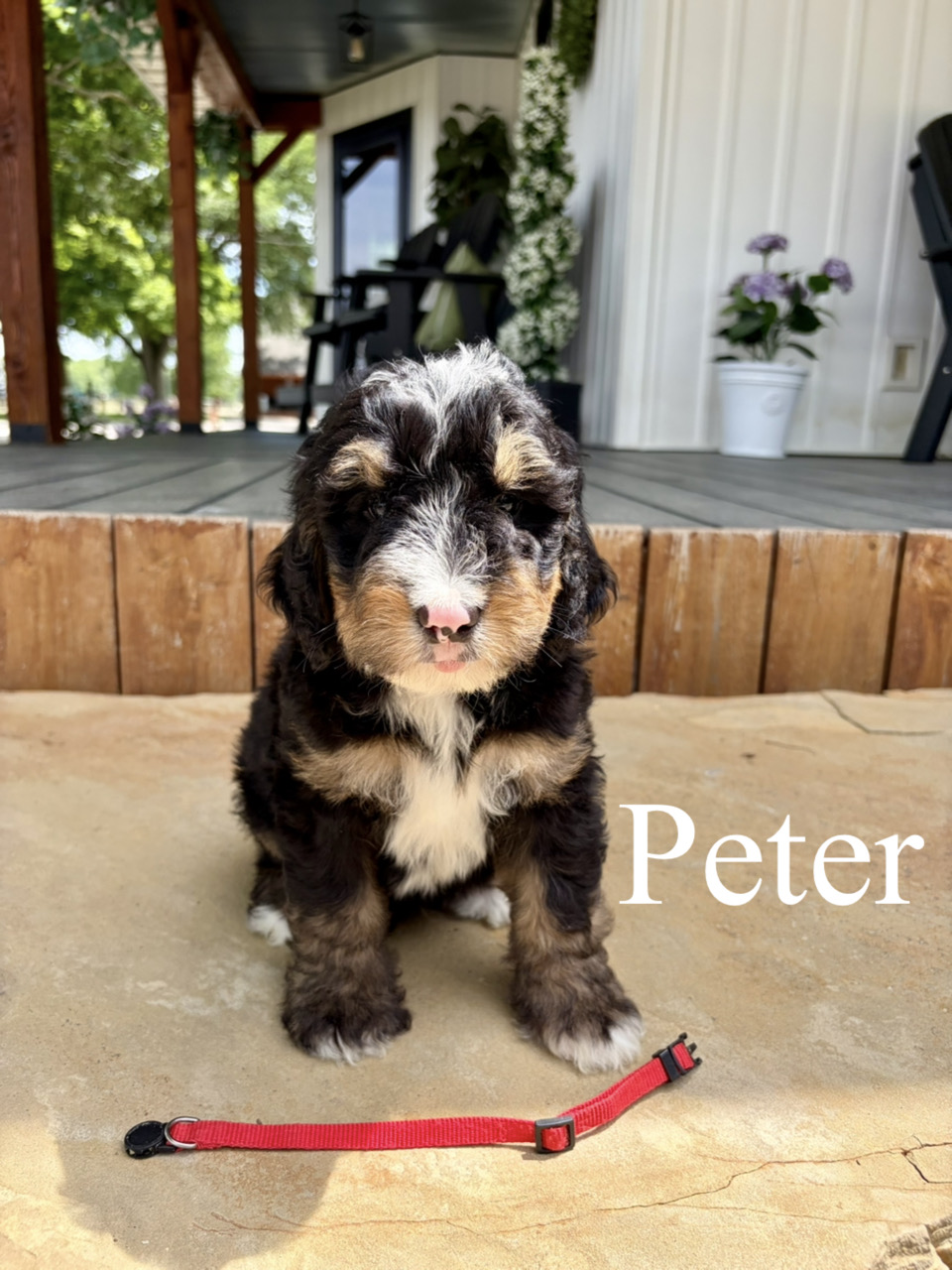 Peter (Red collar) 1