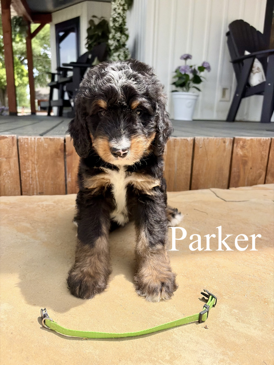 Parker (Green Collar) 1
