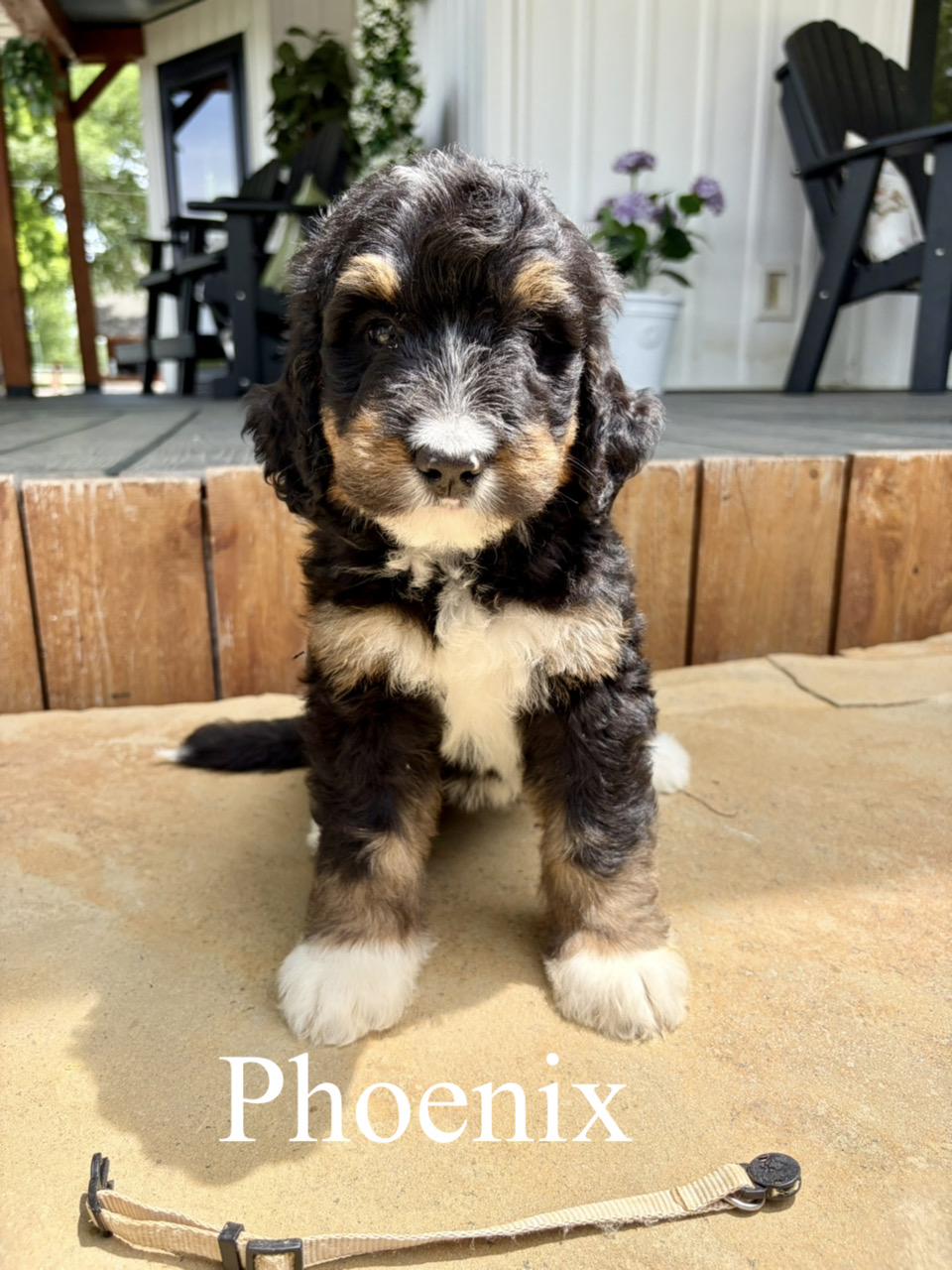 Standard F1 Bernedoodles (Petunia)