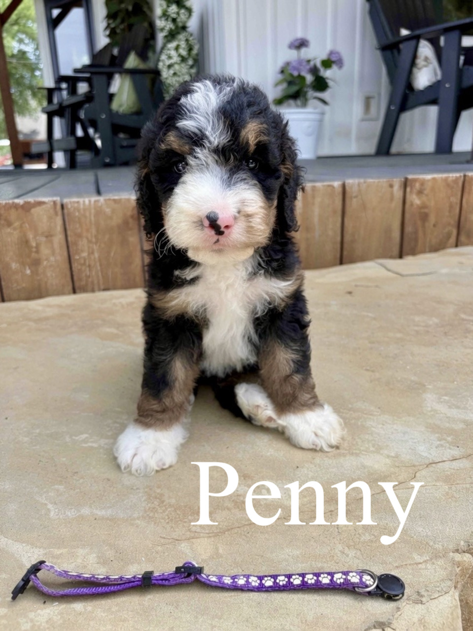 Penny (Purple paws collar) 1