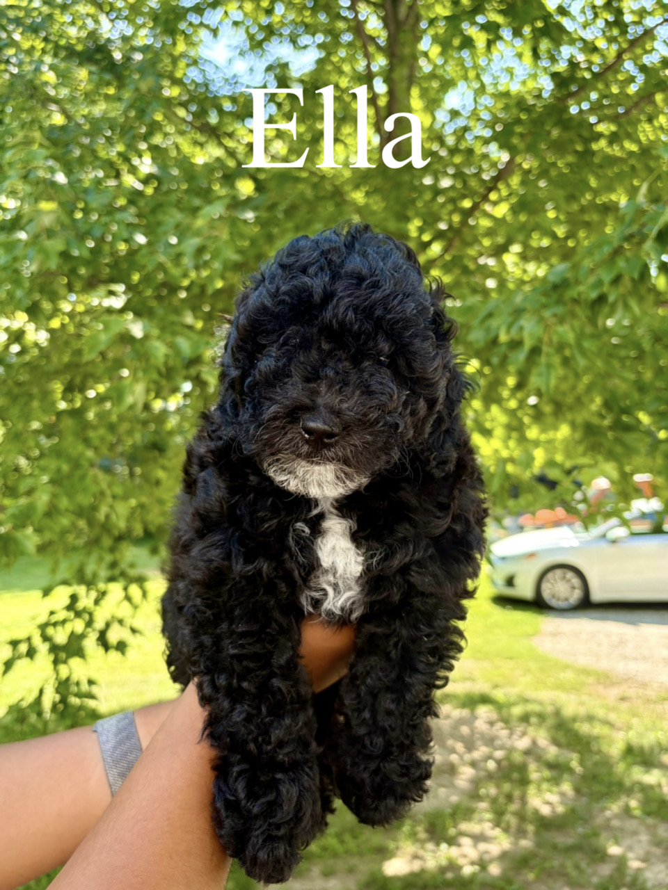 Mini F1bb  Saint Berdoodles