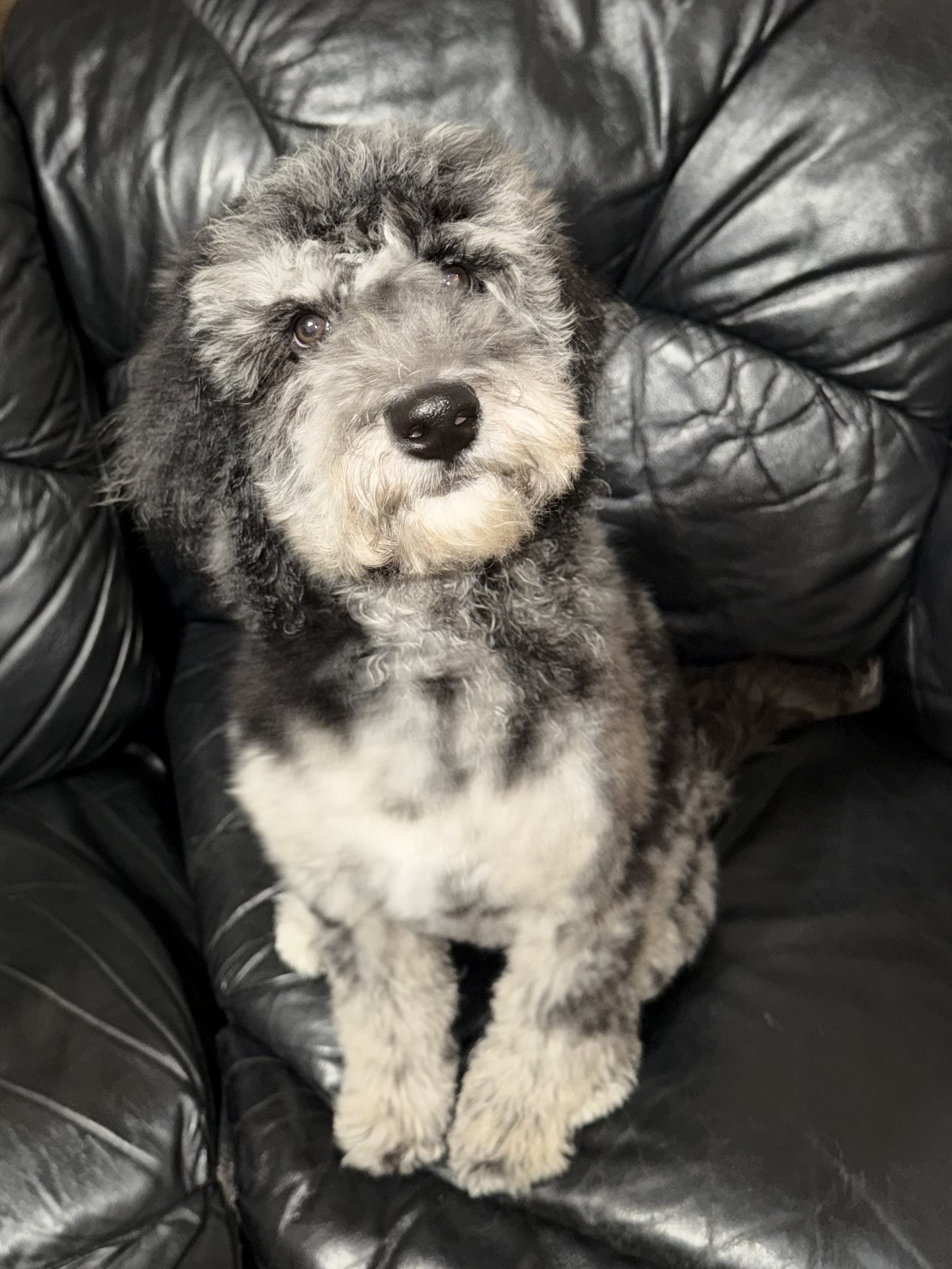 Mini f1bb goldendoodles