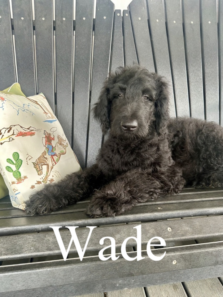 Wade 1