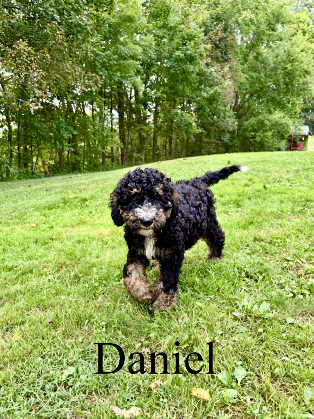 Standard F1b Bernedoodles (Dora)