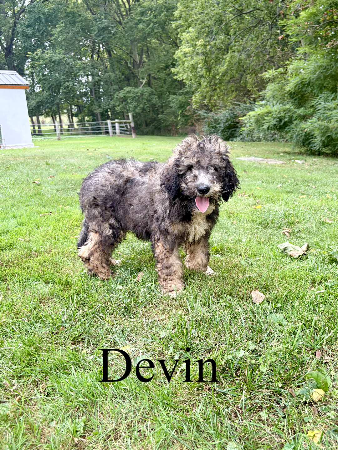 Devin 1