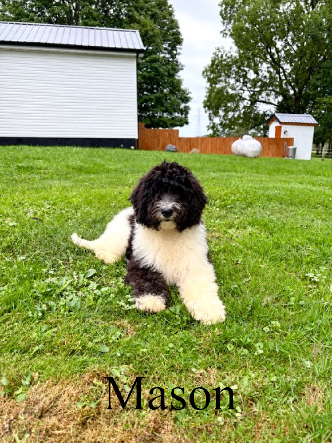 Medium F1B Bernedoodles