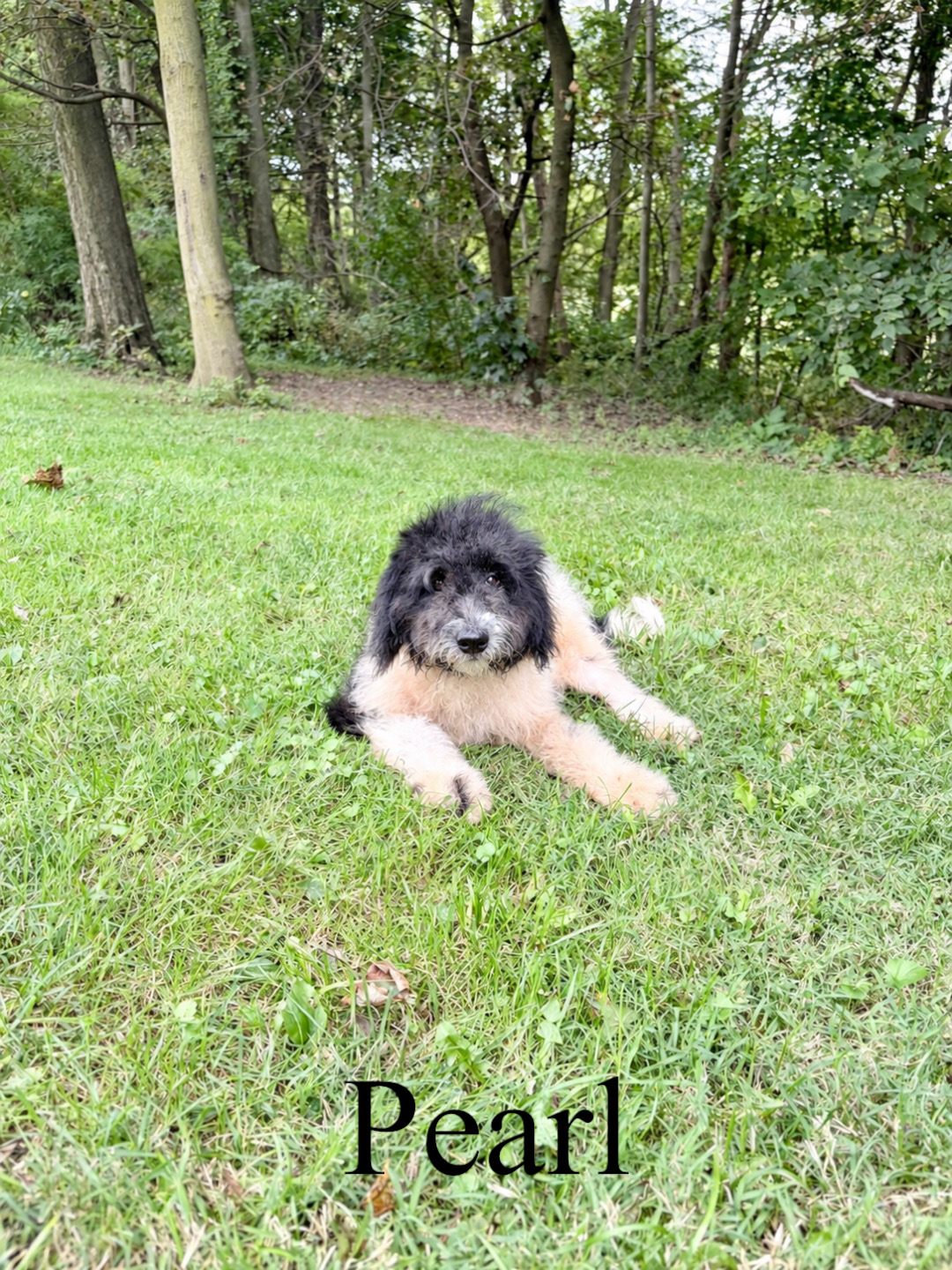 Mini F1bb Goldendoodles