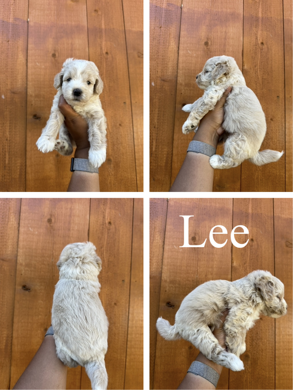 Lee  1