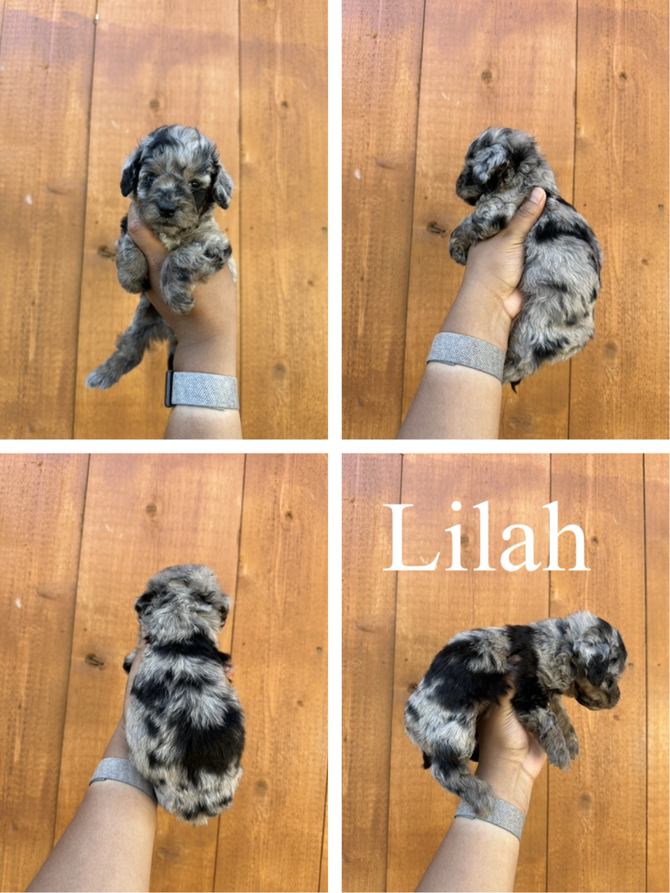 Lilah  1