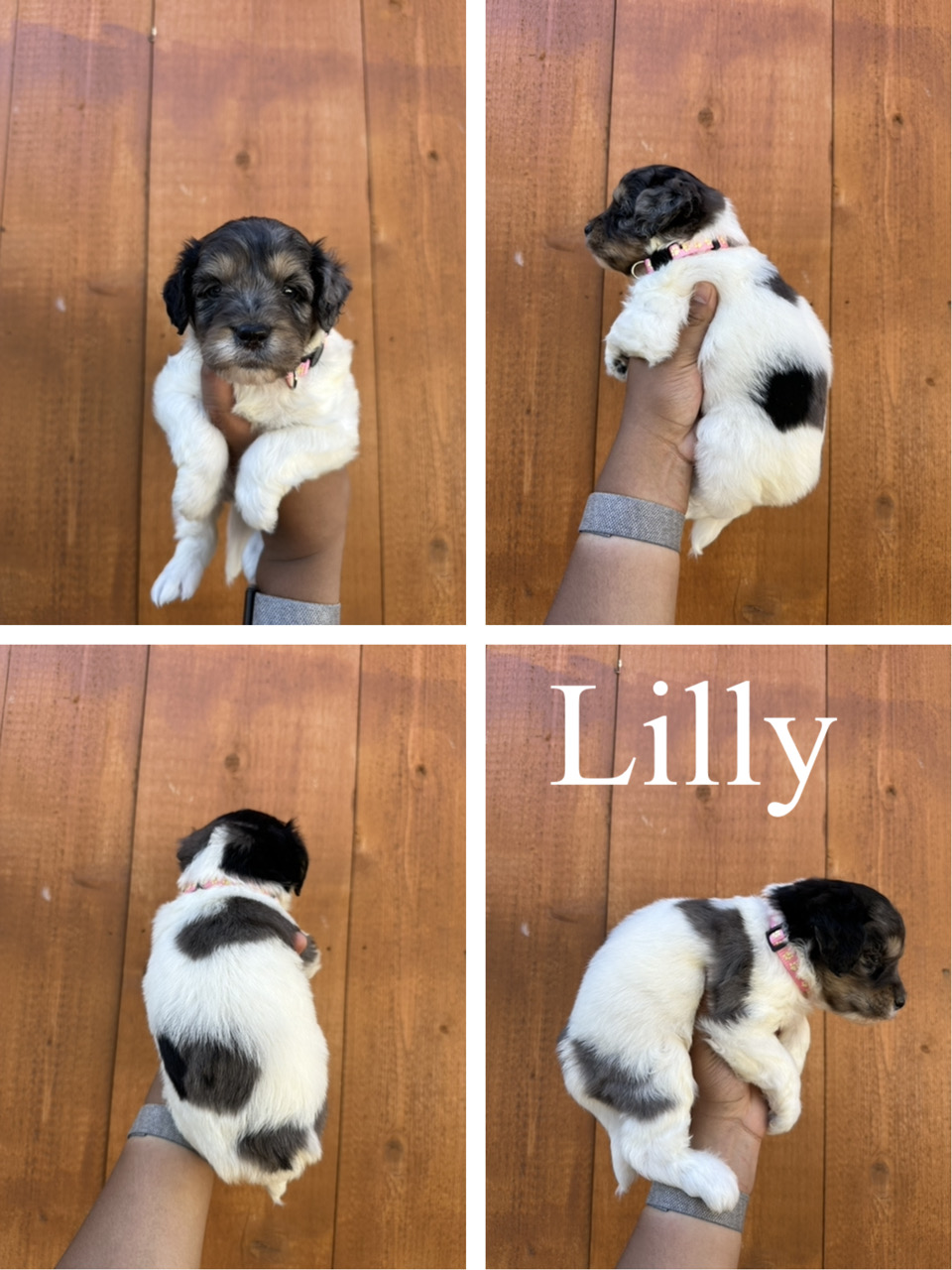 Lilly (pink collar) 1