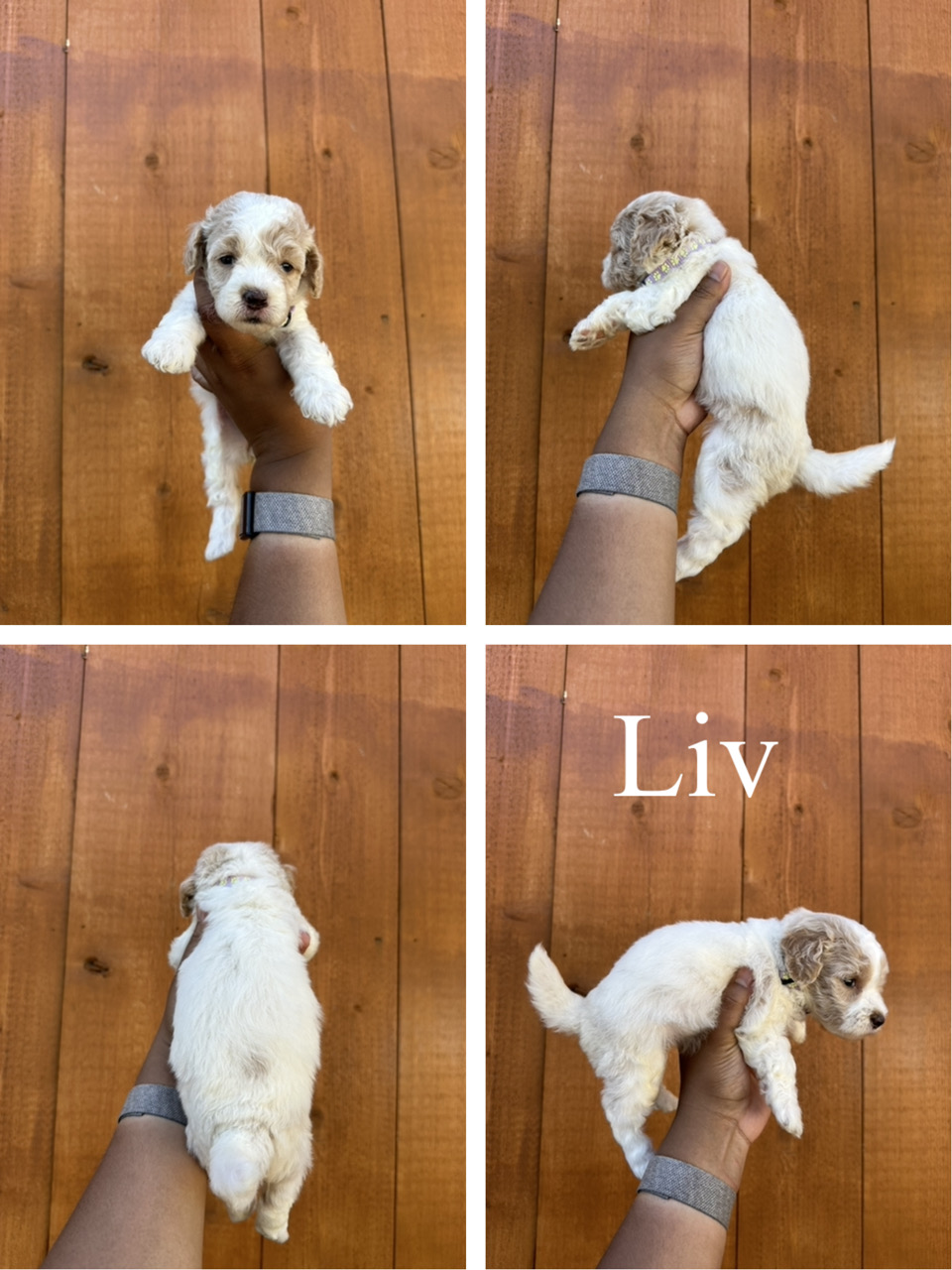 Liv ( Light Purple collar) 1