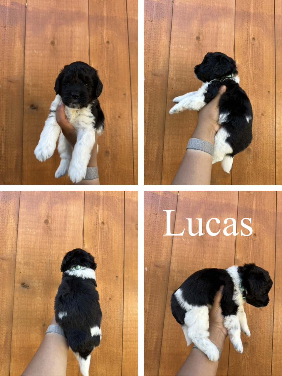 Lucas (blue collar)  1